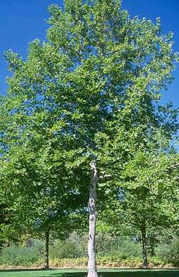 Exclamation Planetree (Sycamore)