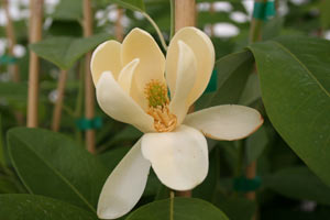 Moonglow sweetbay magnolia