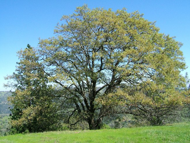 California Black Oak