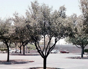 Silverleaf oak