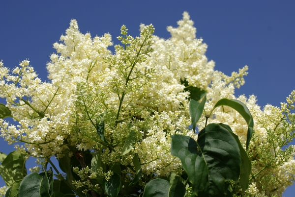 Ivory Silk Japanese Tree Lilac