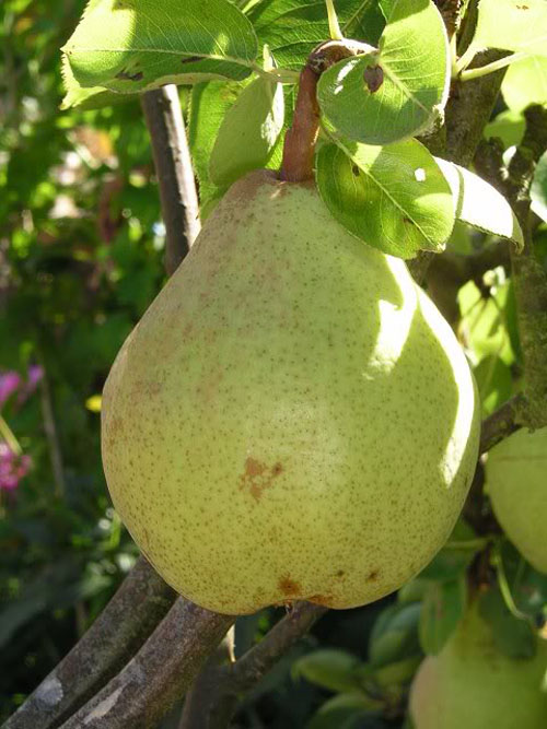 Pear 'Anjou' semi-Dwarf