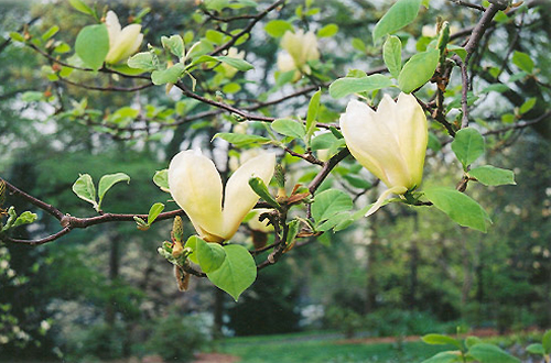 Yellow Lantern Magnolia