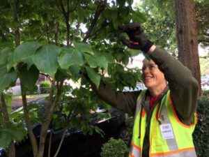Pruning volunteer, Sarah Frost