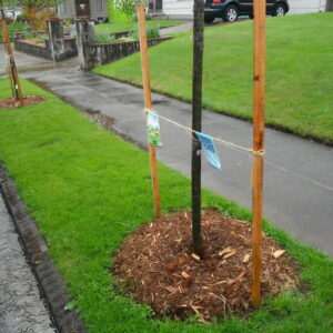 street trees are proven stormwater filters