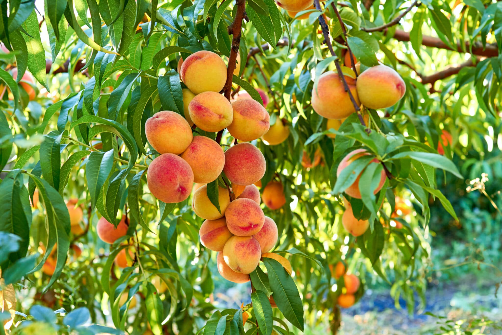 Peach 'Frost'