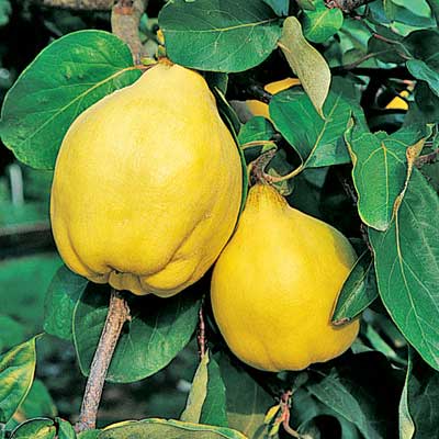 Pineapple Quince