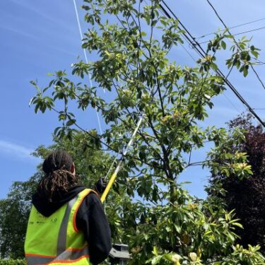 pruning