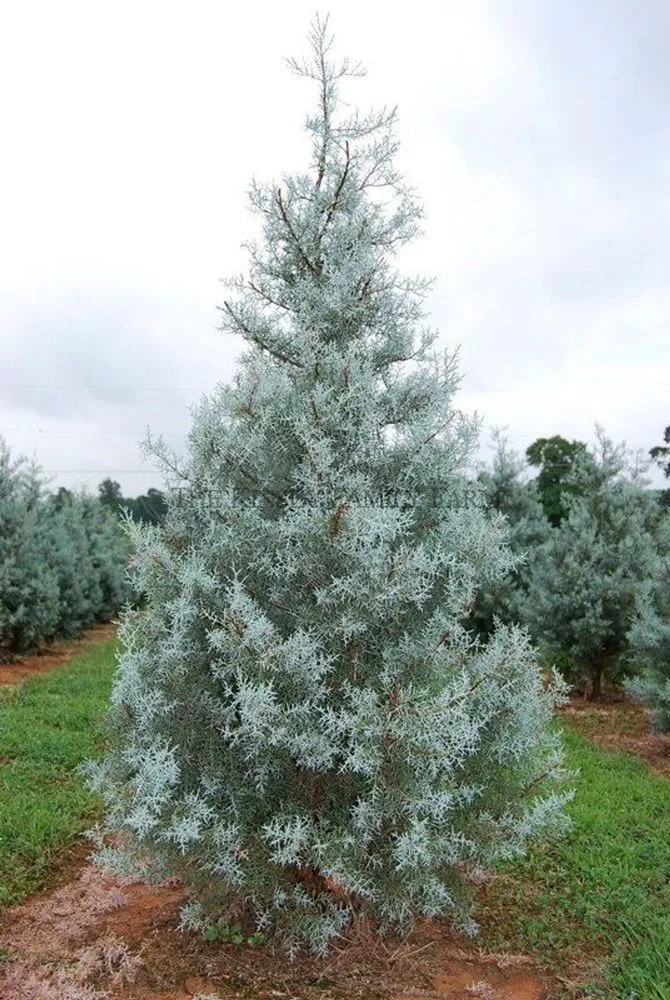 Blue Ice Arizona Cypress